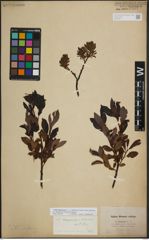Foto von Salix lapponum L.